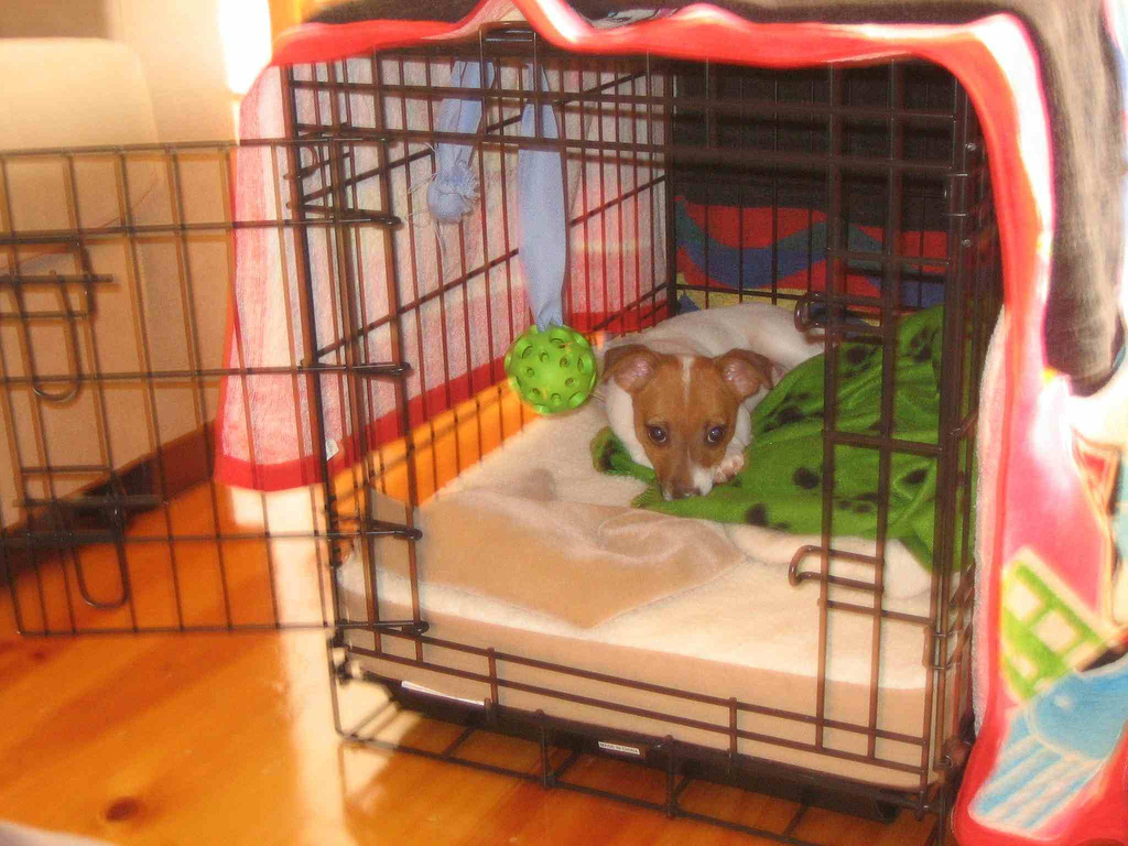 puppy crate toys